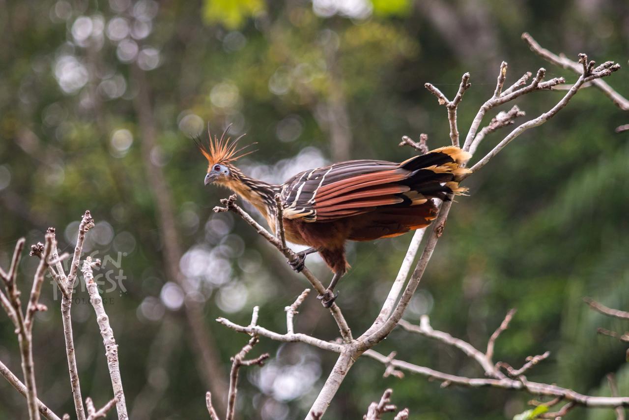 Puerto Montufar Green Forest Ecolodge מראה חיצוני תמונה