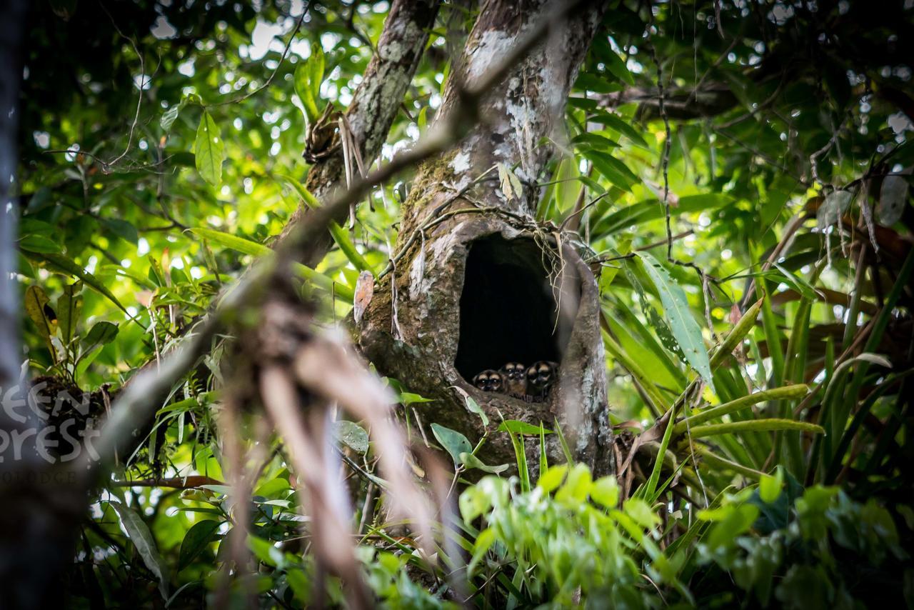 Puerto Montufar Green Forest Ecolodge מראה חיצוני תמונה