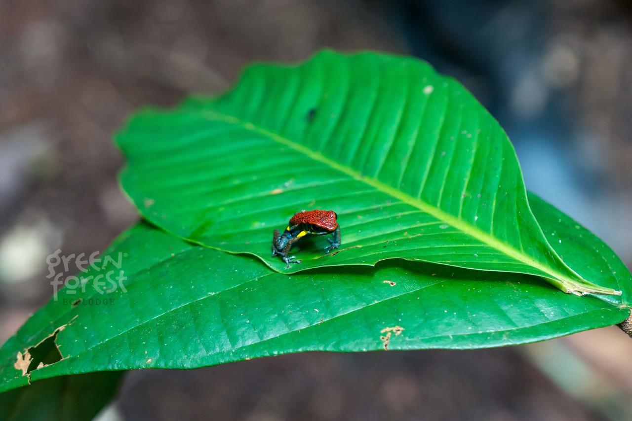 Puerto Montufar Green Forest Ecolodge מראה חיצוני תמונה