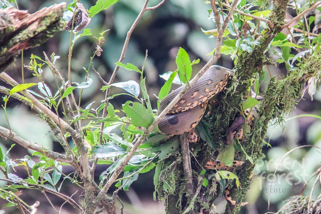 Puerto Montufar Green Forest Ecolodge מראה חיצוני תמונה