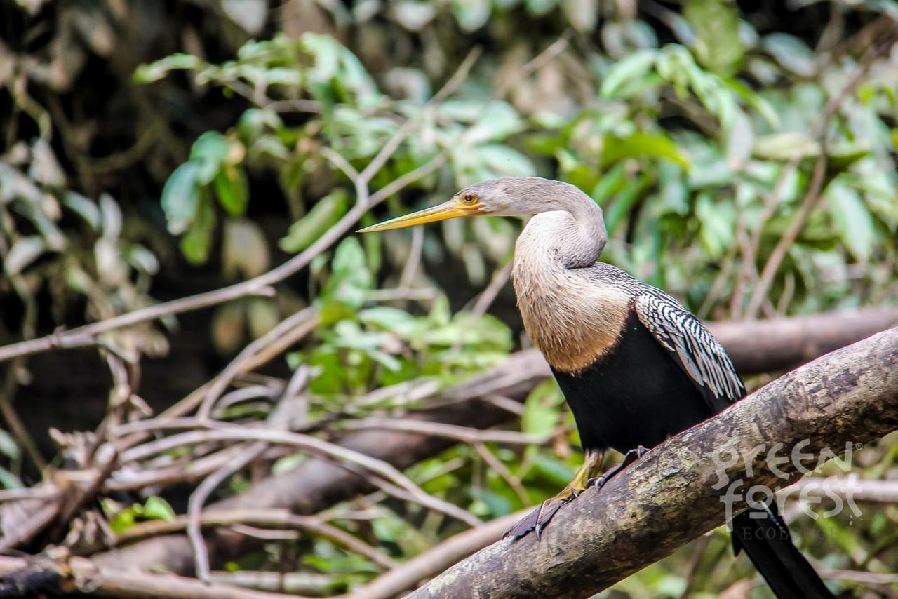 Puerto Montufar Green Forest Ecolodge מראה חיצוני תמונה