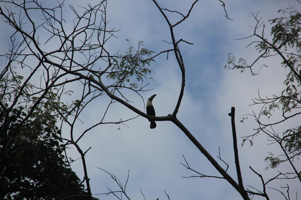 Puerto Montufar Green Forest Ecolodge מראה חיצוני תמונה