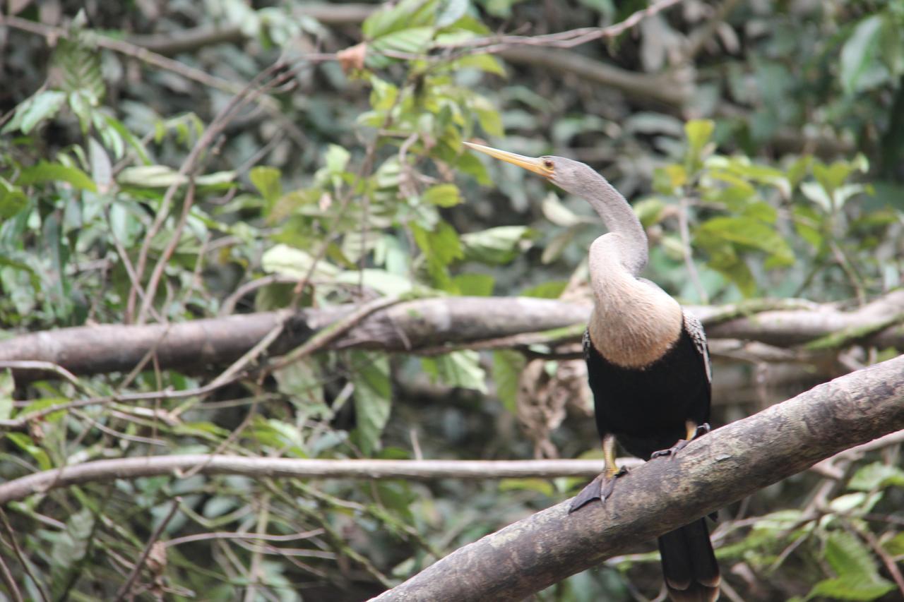 Puerto Montufar Green Forest Ecolodge מראה חיצוני תמונה