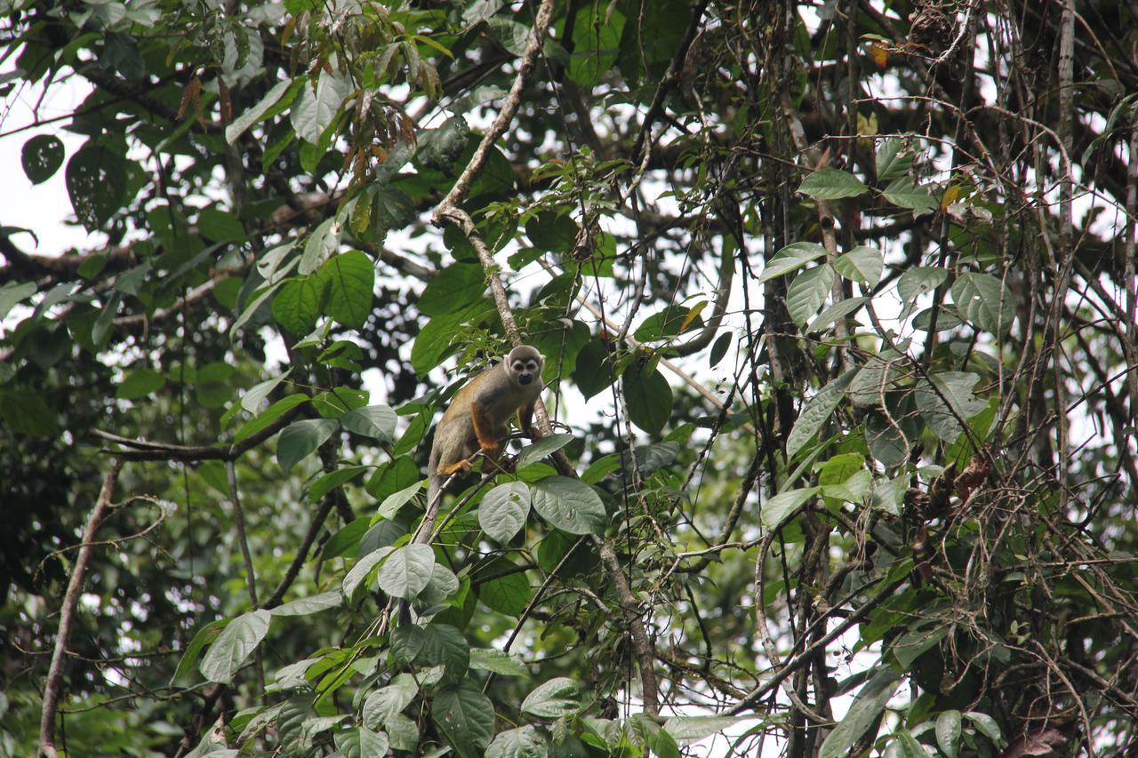Puerto Montufar Green Forest Ecolodge מראה חיצוני תמונה