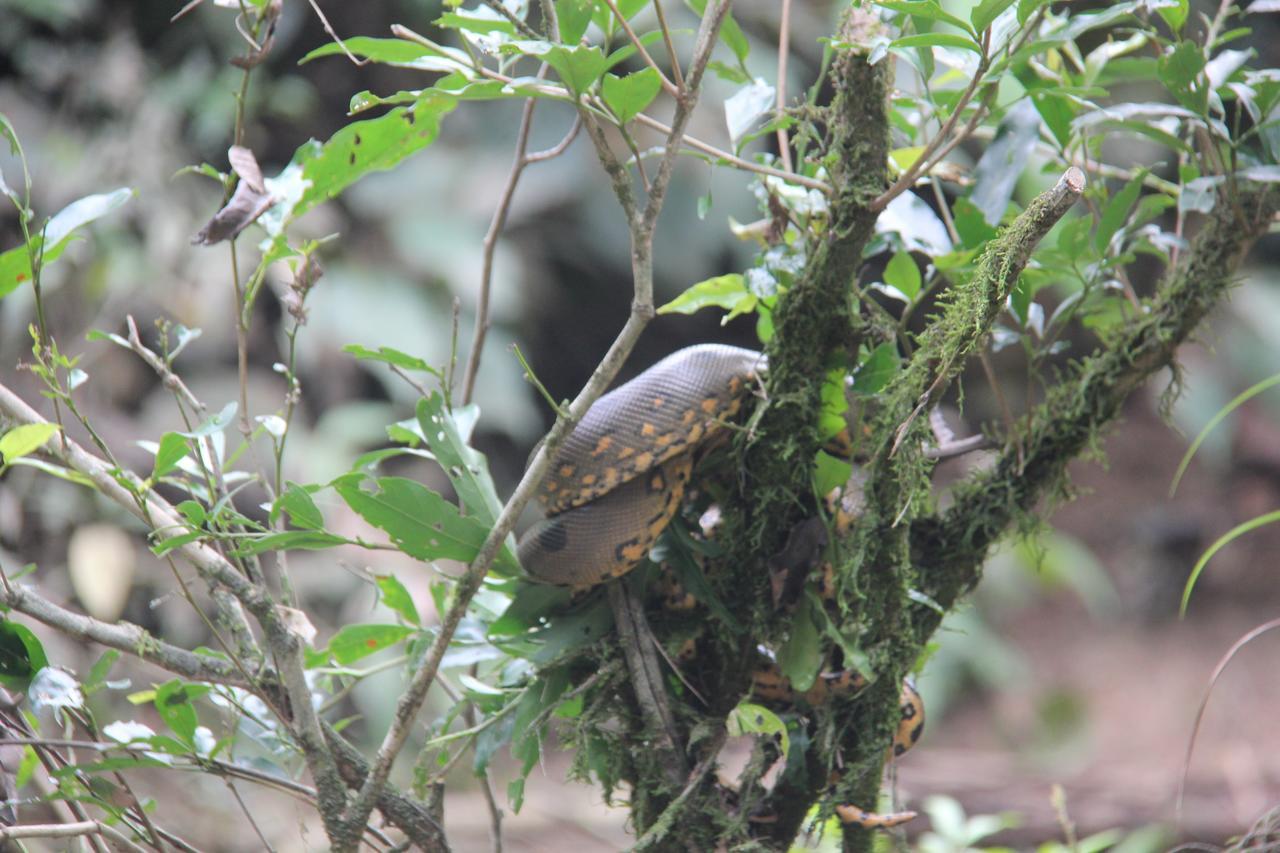 Puerto Montufar Green Forest Ecolodge מראה חיצוני תמונה
